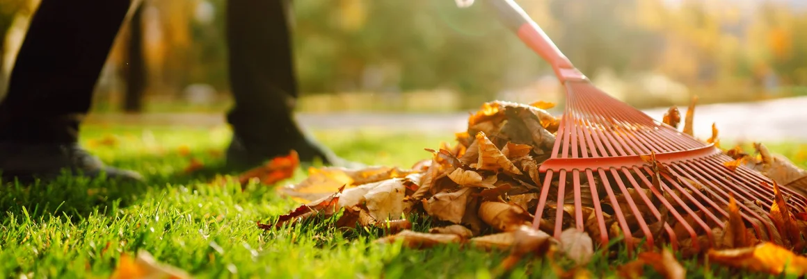 Person harkt Laub mit Rechen